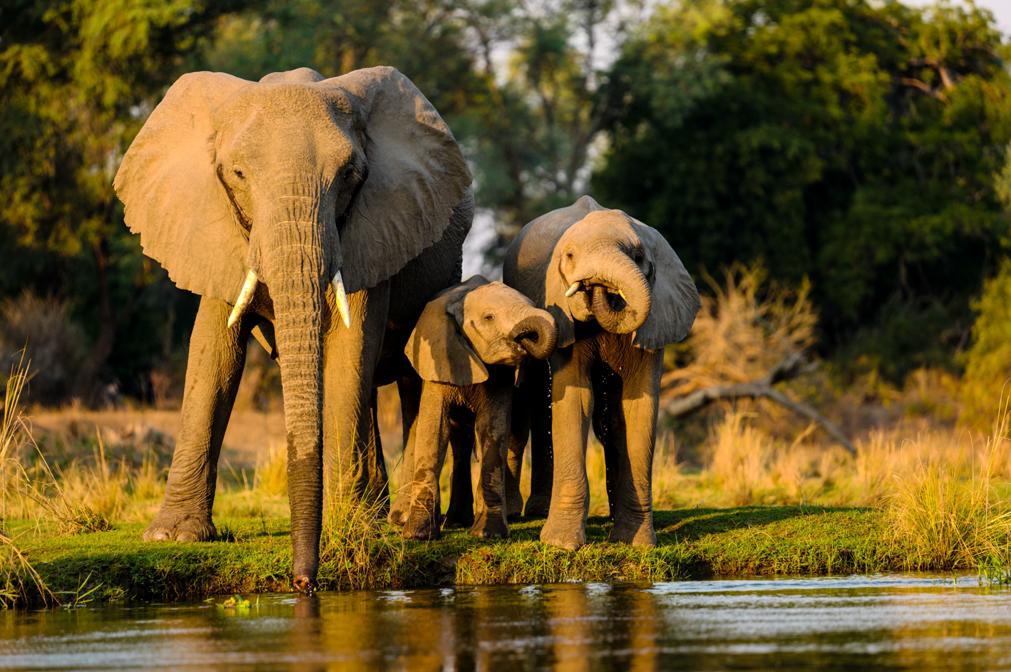 Top 8 Animals to See at Victoria Falls: A Wildlife Enthusiast's Paradise